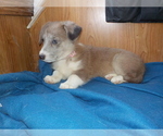 Small Photo #61 Australian Shepherd-Pembroke Welsh Corgi Mix Puppy For Sale in GALLEGOS, NM, USA