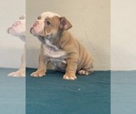 Small Photo #7 English Bulldog Puppy For Sale in LANCASTER, CA, USA