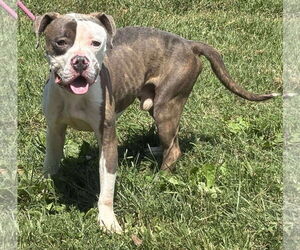 American Pit Bull Terrier Dogs for adoption in Rustburg, VA, USA