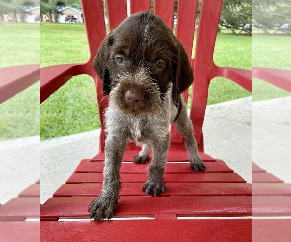Medium Photo #5 Wirehaired Pointing Griffon Puppy For Sale in NEWPORT, NC, USA