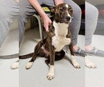 Small #29 Mutt