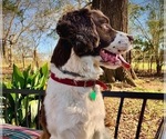Small Photo #1 Springerdoodle Puppy For Sale in CANTON, MS, USA