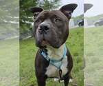 Small #3 American Pit Bull Terrier Mix