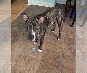 Alvin - Male Mutt Dog for Adoption - Photo #11