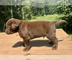 Small Photo #17 Labrador Retriever Puppy For Sale in STANLEY, WI, USA