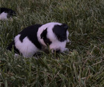 Puppy Female 1 Texas Heeler