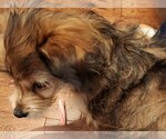 Small Photo #4 Chorkie Puppy For Sale in MARIETTA, GA, USA