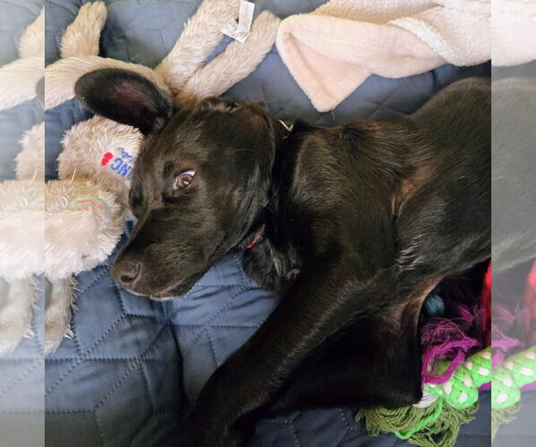 Medium Photo #4 Labrador Retriever-Unknown Mix Puppy For Sale in Warrington, PA, USA