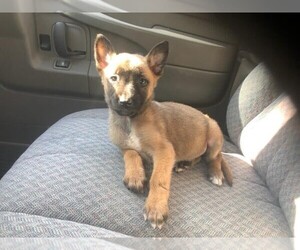 Belgian Malinois-Malinois Mix Puppy for sale in CHULA VISTA, CA, USA
