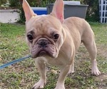 Small Photo #2 French Bulldog Puppy For Sale in BATON ROUGE, LA, USA