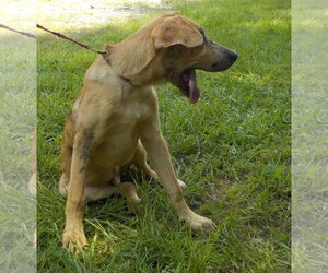 260791  Buzz - Male Boxer-Unknown Mix Dog for Adoption - Photo #4