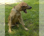 Small #3 Boxer Mix