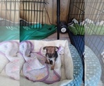 Small #3 Chihuahua