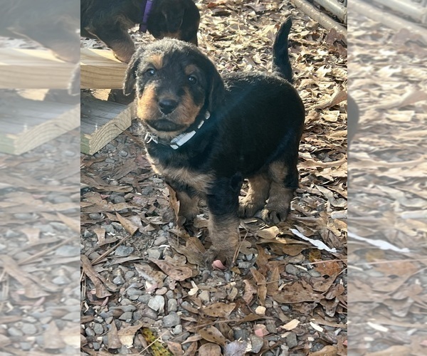 Medium Photo #9 Airedale Terrier Puppy For Sale in GILMER, TX, USA