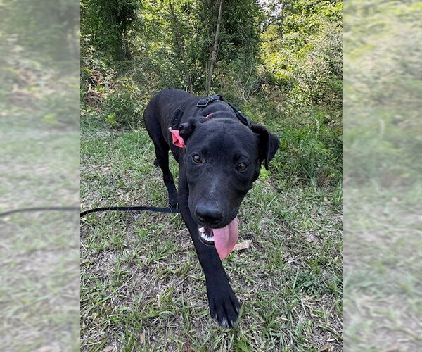 Medium Photo #4 Labrador Retriever-Unknown Mix Puppy For Sale in Tarrytown, GA, USA