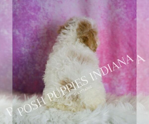 Medium Photo #5 Poodle (Miniature) Puppy For Sale in WARSAW, IN, USA