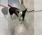 Small Mutt