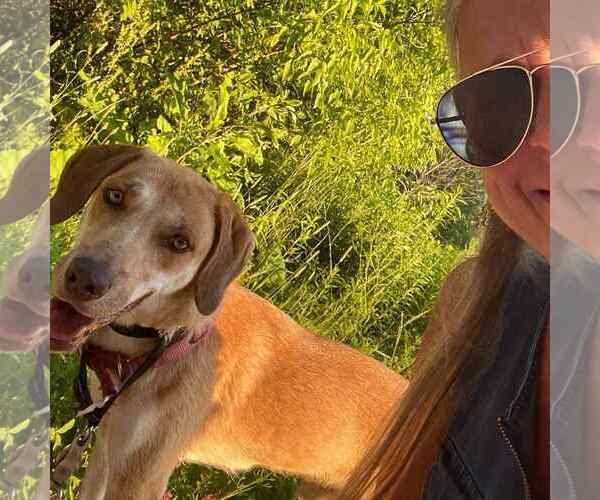 Medium Photo #20 Labrador Retriever-Redbone Coonhound Mix Puppy For Sale in Middlesex, VT, USA