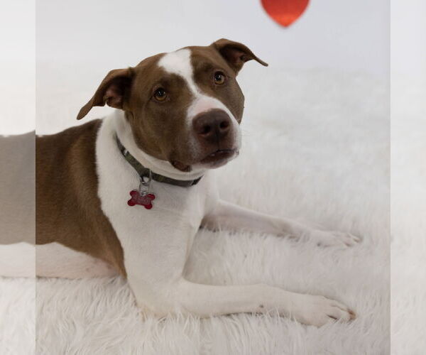 Medium Photo #6 American Pit Bull Terrier-Unknown Mix Puppy For Sale in Fargo, ND, USA