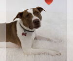 Small #5 American Pit Bull Terrier Mix