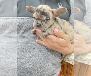 French Bulldog Puppy for sale in MORENO VALLEY, CA, USA