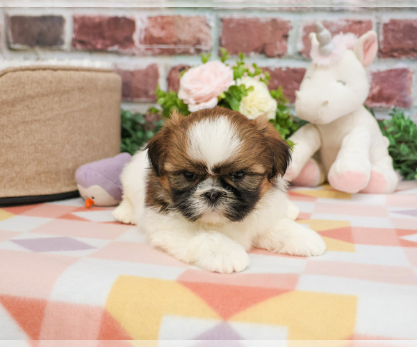 Medium Photo #8 Shih Tzu Puppy For Sale in SYRACUSE, IN, USA