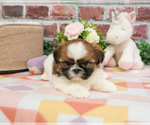 Small #7 Shih Tzu
