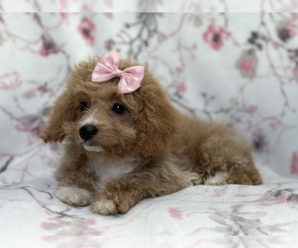 Medium Photo #9 Bichpoo Puppy For Sale in LAKELAND, FL, USA