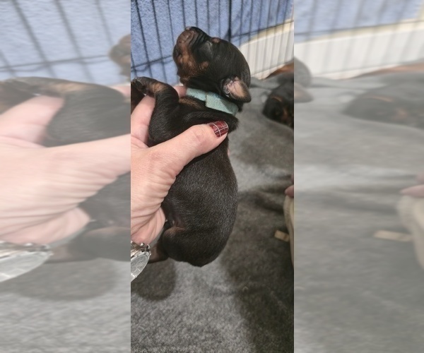 Medium Photo #22 Doberman Pinscher Puppy For Sale in WHEELING, IL, USA
