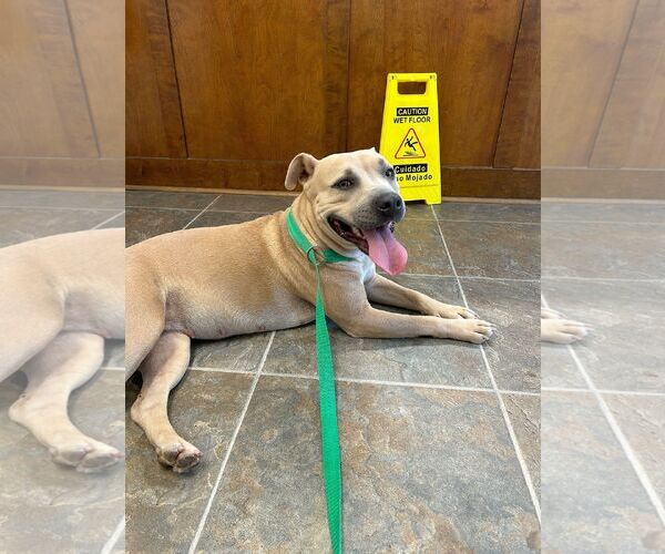 Medium Photo #1 American Pit Bull Terrier Puppy For Sale in Monticello, MS, USA