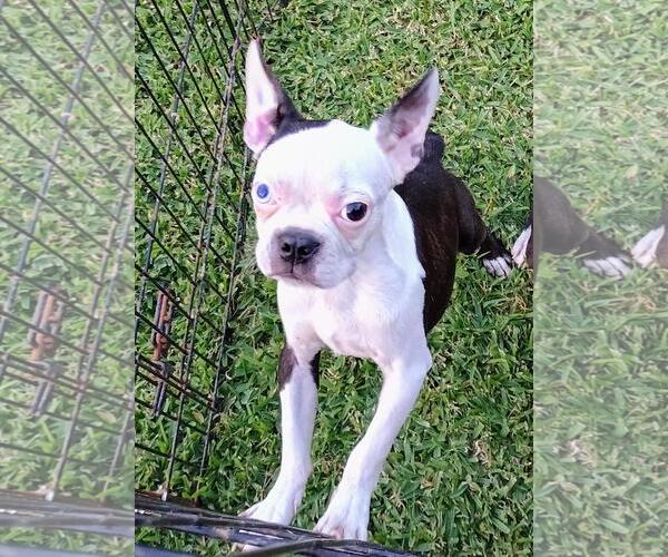 Medium Photo #1 Boston Terrier Puppy For Sale in Oakhurst, NJ, USA