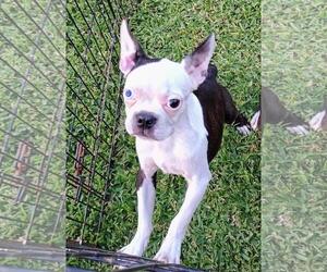 Boston Terrier Dogs for adoption in Oakhurst, NJ, USA