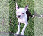 Small Boston Terrier