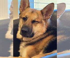 BIRDDOG - Male German Shepherd Dog-Unknown Mix Dog for Adoption - Photo #4