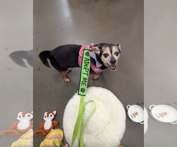 Medium Photo #5 Chipin Puppy For Sale in Princeton, MN, USA