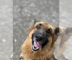 German Shepherd Dog Dogs for adoption in Santa Maria, CA, USA