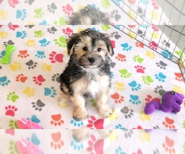 Medium Photo #2 Morkie Puppy For Sale in ORO VALLEY, AZ, USA