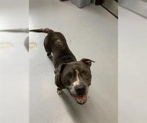 Bull Terrier-Unknown Mix Dogs for adoption in Corpus Christi, TX, USA