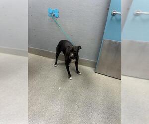 Mutt Dogs for adoption in Las Vegas, NV, USA