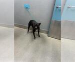 *CREAM PUFF - Female Mutt Dog for Adoption - Small photo