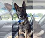 Small #2 German Shepherd Dog