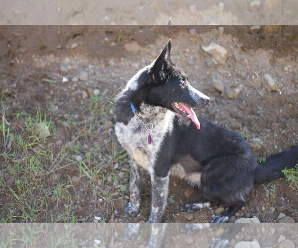 Medium Photo #4 Mutt Puppy For Sale in Paso Robles, CA, USA