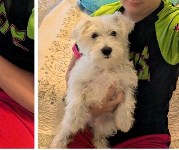 Medium Photo #4 Mauzer Puppy For Sale in DACULA, GA, USA