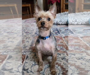 Mutt Dogs for adoption in Allentown,, PA, USA