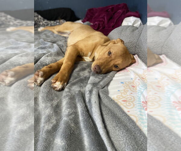 Medium Photo #4 Mutt Puppy For Sale in Springdale, PA, USA
