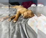 Small #3 Mutt