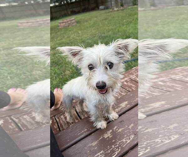 Medium Photo #2 Mutt Puppy For Sale in New London, WI, USA