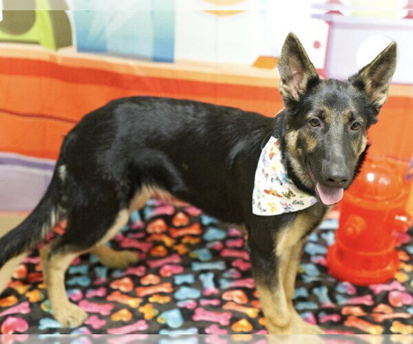 Medium Photo #1 German Shepherd Dog Puppy For Sale in Placerville, CA, USA