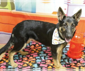 German Shepherd Dog Dogs for adoption in Placerville, CA, USA