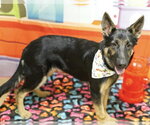 Small German Shepherd Dog